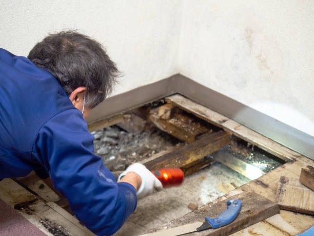 Best Residential Mold Remediation in Auburn, CA