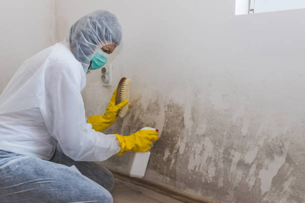 Best DIY Mold Remediation Support Services in Auburn, CA