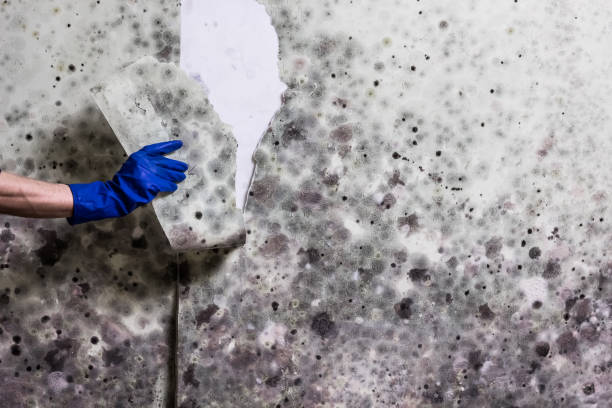 Best Bathroom Mold Remediation in Auburn, CA
